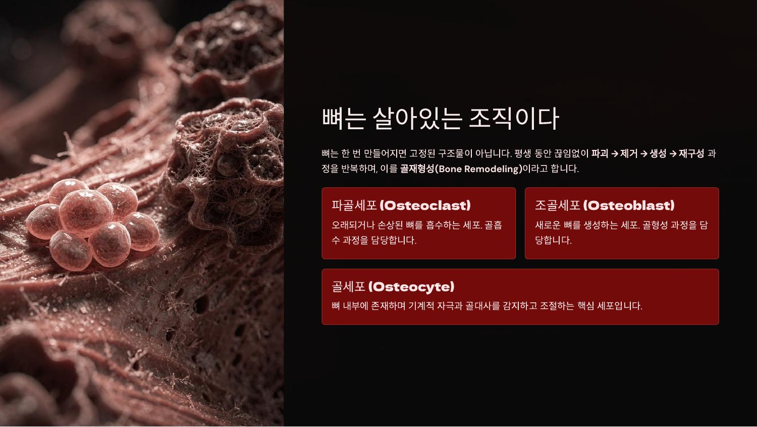 뼈는 살아있는 조직이다