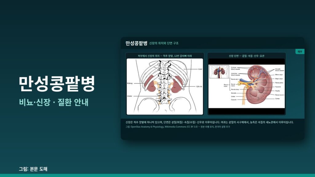 만성콩팥병 — 비뇨·신장