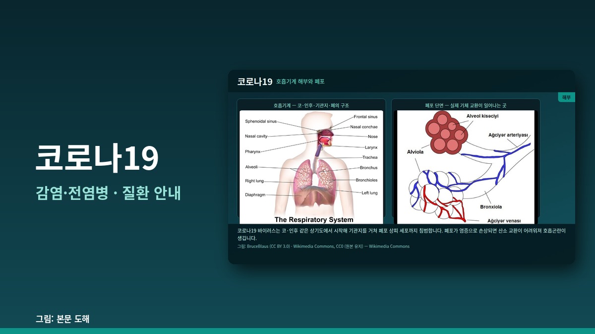 코로나19 — 감염·전염병