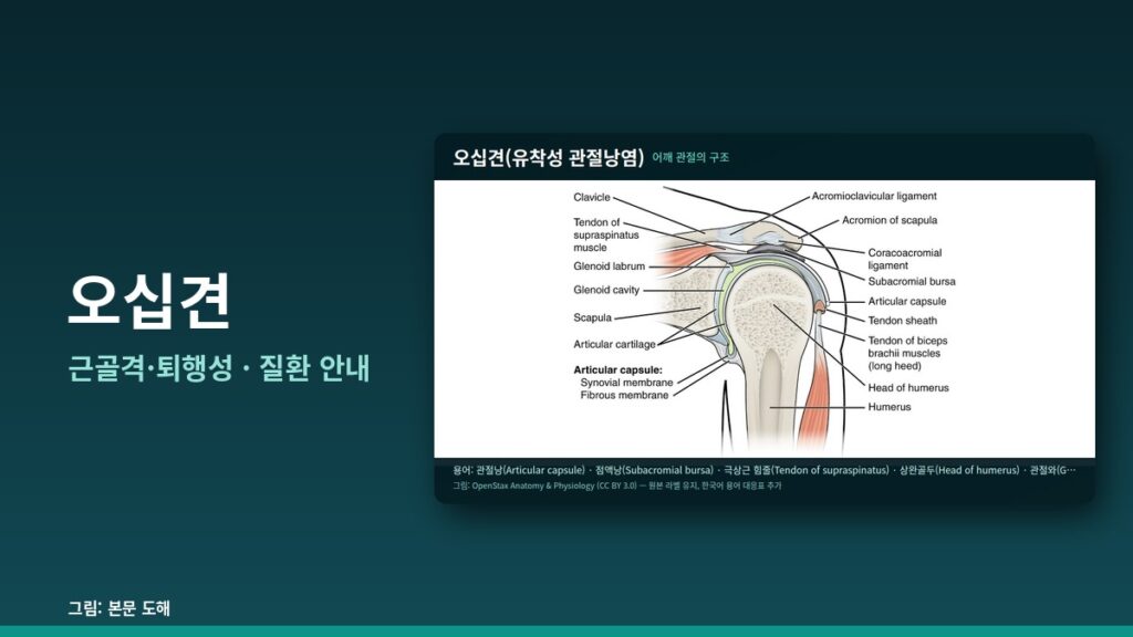 오십견 — 근골격·퇴행성